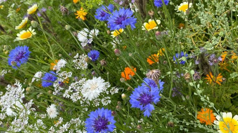 Wildblumen Garten BGM Bayern News