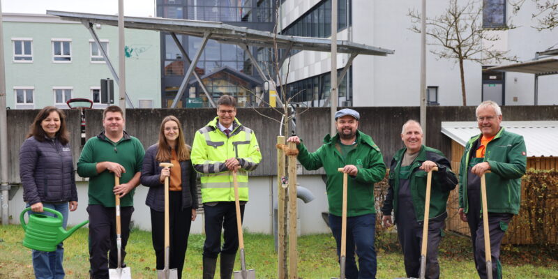 Bereits zum fünften Mal unterstützt Landrat Max Heimerl als einer der Schirmherren die landkreisweite Aktion "Wir pflanzen einen Baum" der Öko-Modellregion Mühldorfer Land, die am 15. November in Zusammenarbeit mit dem Landkreis Mühldorf a. Inn und zahlreichen Kooperationspartnern landkreisweit stattfand. Mit Unterstützung des Grüntrupps des Bauhofes pflanzte er einen Apfelbaum am Landratsamt. "Als Träger der Öko-Modellregion Mühldorfer Land haben wir zu diesem fünfjährigen Jubiläum auch heuer wieder sehr gerne mitgemacht und am Landratsamt und an verschiedenen Liegenschaften mehrere Bäume gepflanzt – einer davon ist dieser Apfelbaum. Für dieses Gemeinschaftsprojekt, das Klimaschutz und Naturschutz in unserem Landkreis unter einen Hut bringt, möchte ich mich bei den Initiatoren von der Öko-Modellregion Mühldorfer Land herzlich bedanken“, sagte der Landrat. Die Auswahl der Bäume lag in den bewährten Händen des Kreisfachberaters für Gartenkultur und Landespflege, Stefan Zimmermann, am Landratsamt Mühldorf a. Inn, der sich im Vorfeld um die geeigneten Sorten kümmerte. Zahlreiche Gemeinden, Schulen und Kindergärten, Vereine, Landwirte, Unternehmen, die bayerischen Staatsforsten und viele Bürgerinnen und Bürger beteiligten sich wieder an der Aktion und setzten ein Zeichen für eine lebenswerte Zukunft. Seit der ersten Aktion vor fünf Jahren wurden im Landkreis Mühldorf a. Inn mehrere tausend Bäume und Gehölze gepflanzt – ein großartiger Erfolg dieses mittlerweile überaus beliebten Pflanztages. "Jeder, der einen Baum pflanzt – sei es als Schulaktion, Mitarbeiteraktion, Familienaktion oder in Zusammenarbeit mit den örtlichen Obst- und Gartenbauvereinen und Kommunen – verschönert unseren Landkreis und trägt zum Klimaschutz bei", so Michaela Linner von der Kreis- und Regionalentwicklung am Landratsamt Mühldorf a. Inn. Alle Informationen zur Aktion und Impressionen aus den letzten Jahren sind unter www.wirpflanzeneinenbaum.de zu finden. Hier kann man im Kontaktfeld der Homepage auch seine Pflanzaktion melden und Fotos einsenden, um einen Überblick über die gepflanzten Bäume landkreisweit zu dokumentieren. Diese Fotos sind ein wunderbares Zeugnis von gelebtem beherzten Naturschutz.